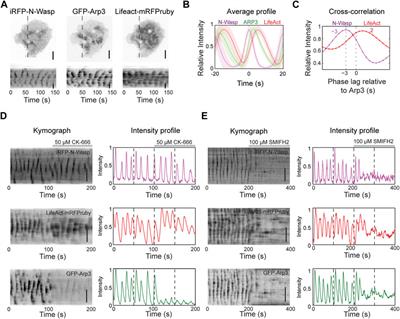 Collective dynamics of actin and microtubule and its crosstalk mediated by FHDC1